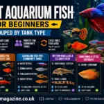 best aquarium fish for beginners 2026 easy picks | maplestarmagazine.co.uk