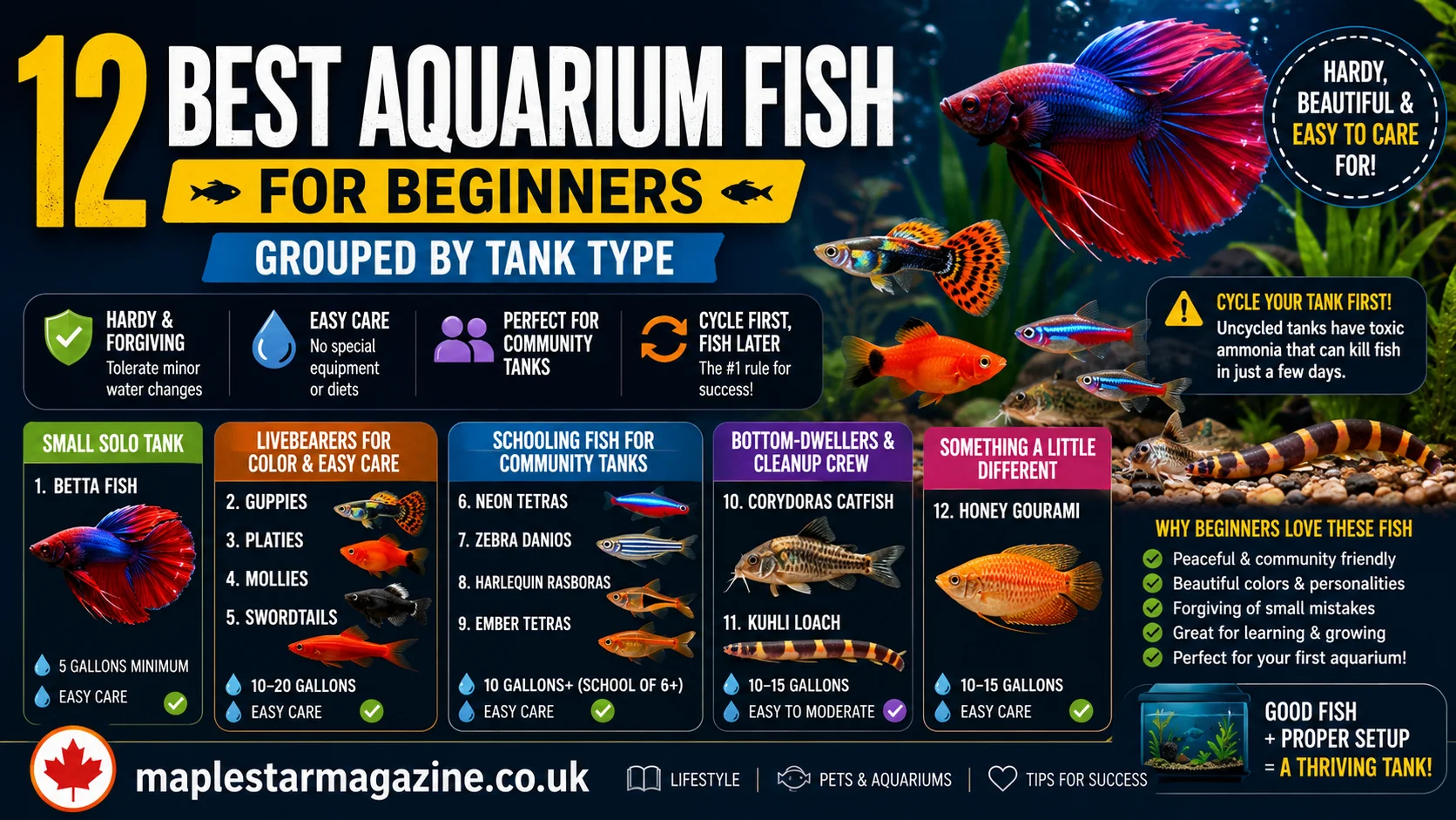 best aquarium fish for beginners 2026 easy picks | maplestarmagazine.co.uk