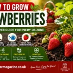 how to grow strawberries beginner garden guide 2026 | maplestarmagazine.co.uk