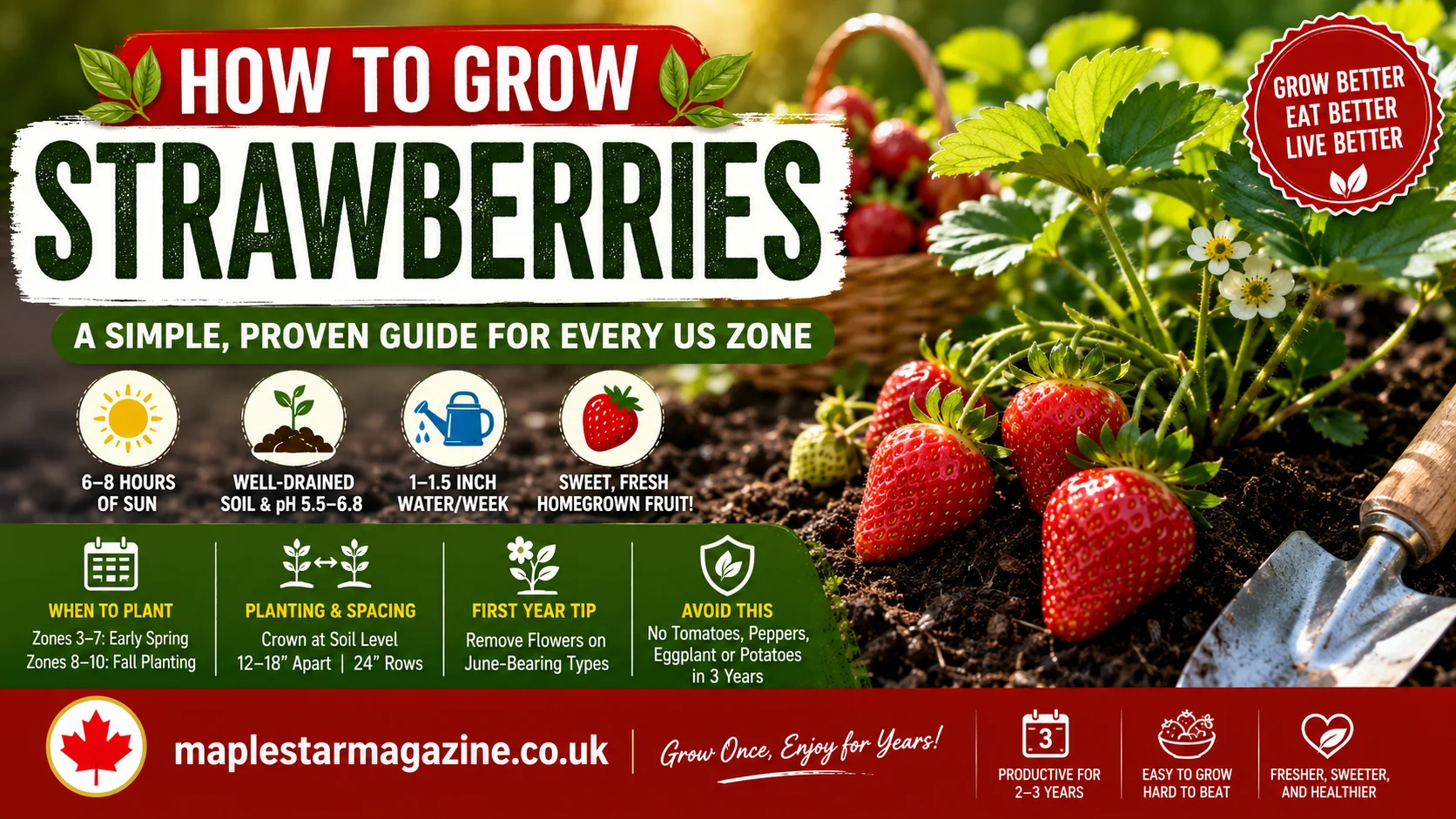 how to grow strawberries beginner garden guide 2026 | maplestarmagazine.co.uk